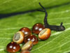 eggs and first larval stage