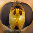 Hover fly head with compound eyes