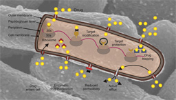 Bacterial drug resistance 