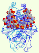 EcoRI Bound DNA