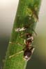 Hymenoptera aphidae is visable laying an egg in a living aphid under the protection of a farming ant