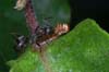ant scavanging
