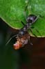 ant scavanging