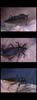 Marsked assassin bug