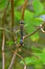 Dragonfly mating