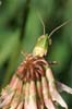 Bee polonating