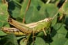 Marsked assassin bug