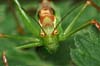 Katydsid with ears in its legs