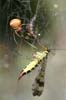 the owner of the meal chasing a scorpiopn fly away