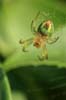 orb web spider