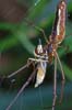 hover fly in the jaws of death