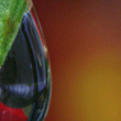Bee on a flower refraction