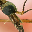 Crane fly head