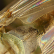 Gnat wings stacked image