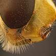 hover fly head