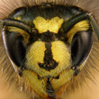 vespula vulgares portrait