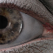 High res eye in LW6