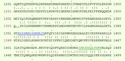 Protein sequence alignment